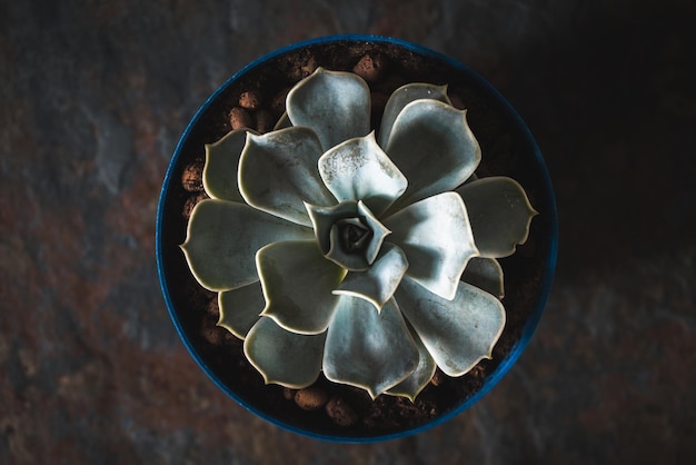 Echeveria suculenta en una olla azul sobre una pizarra