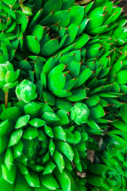 Foto echeveria suculenta verde de perto fundo verde