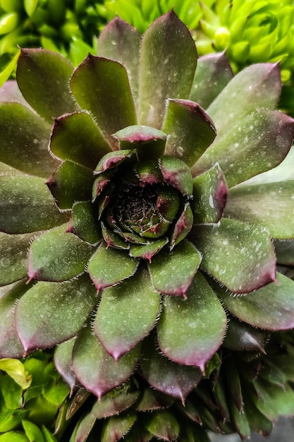 Foto echeveria suculenta verde em fundo verde