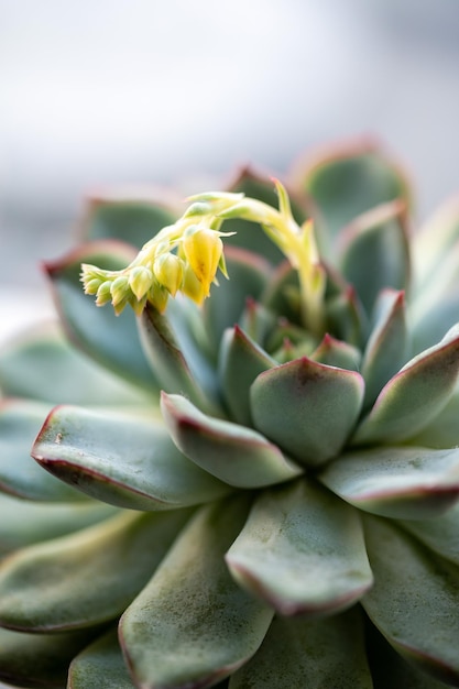 Echeveria Sukkulente mit blühender Blume Zierpflanze für den Innenbereich