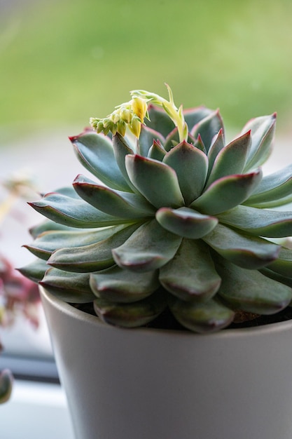 Echeveria-Sukkulenten in Töpfen auf der Fensterbank Zierpflanze für den Innenbereich