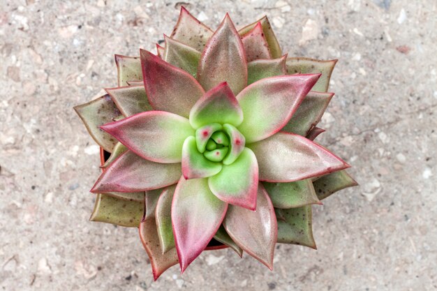 Echeveria Taurus vermelho planta closeup. Evergreen planta suculenta com rosetas de folhas coloridas