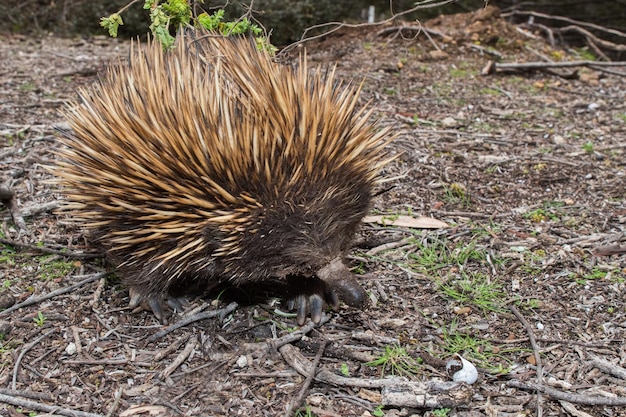 Echidna animal endémico da austrália