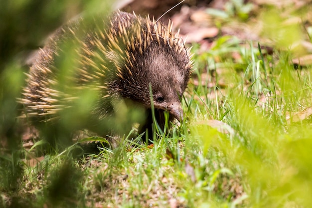 Echidna geht im Garten spazieren