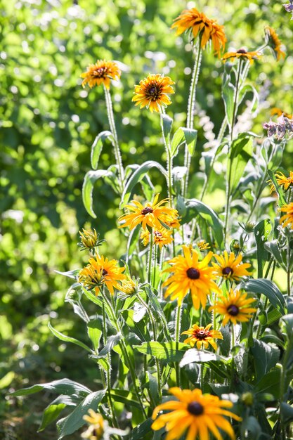 Echinacea ao ar livre. Plantas coneflower verdes no jardim.