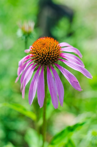 Echinacea blüht im Garten