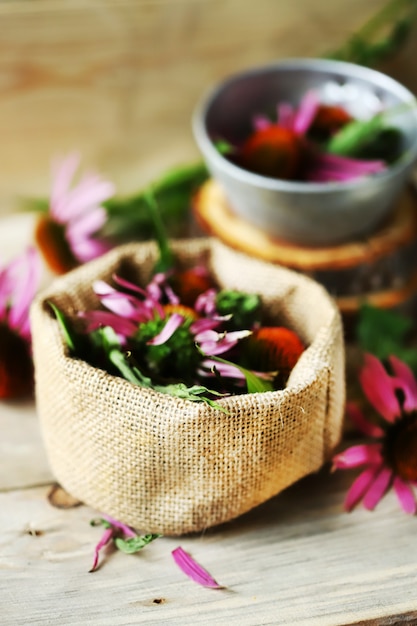 Echinacea Blüten. Heilkraut.