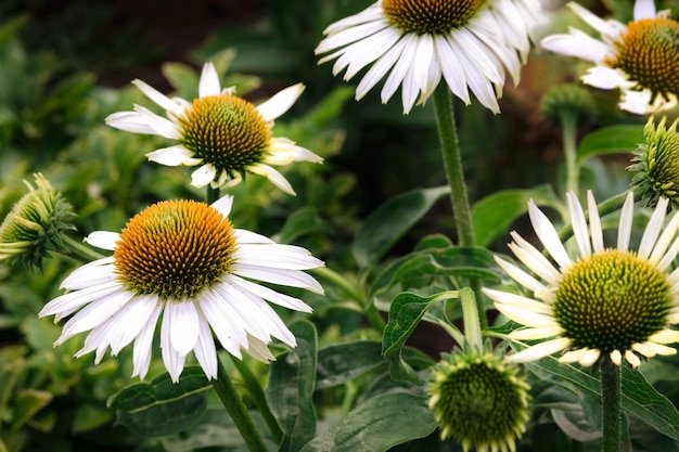 Echinacea branca em flor