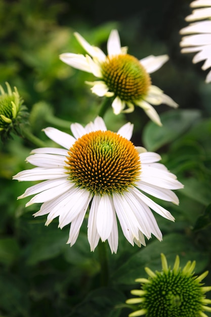 Echinacea branca em flor