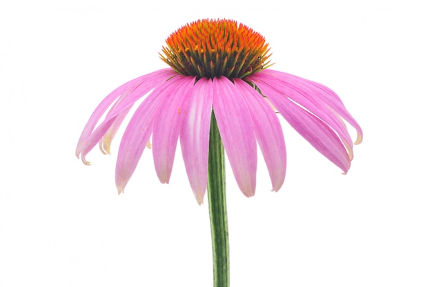 Echinacea coneflower roxo