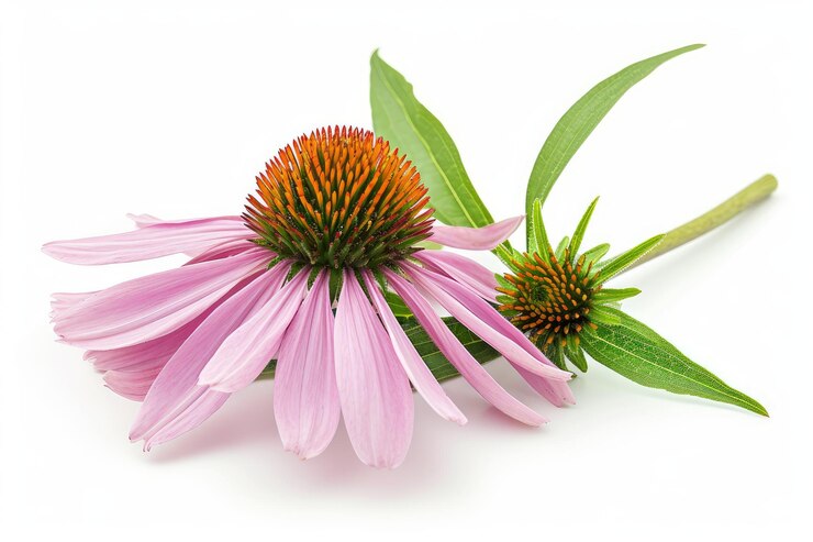Echinacea-Foto auf weißem isolierten Hintergrund ar 32 v 6 Arbeitsplatz-ID ddb25fd935fc449cb1def78bda14ab95