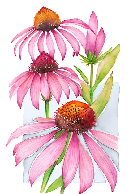 Echinacea plantas medicinales flores Generativo AI acuarela vert