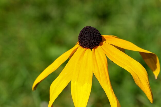 Foto echinacea purpurea blüht sonnigen herbsttag nahaufnahme nahaufnahme