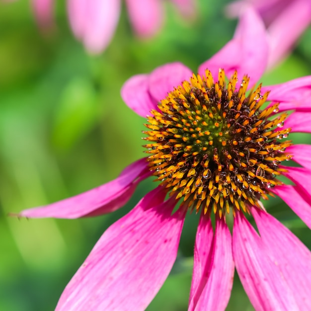 Echinacea purpurea coneflower lindas flores roxas com gotas de orvalho