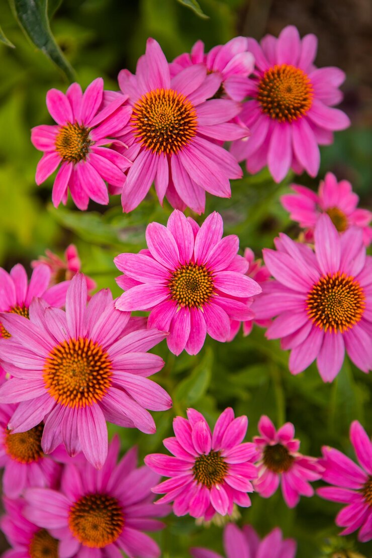 Echinacea purpurea coneflowers florecientes, grupo de plantas medicinales ornamentales en flor