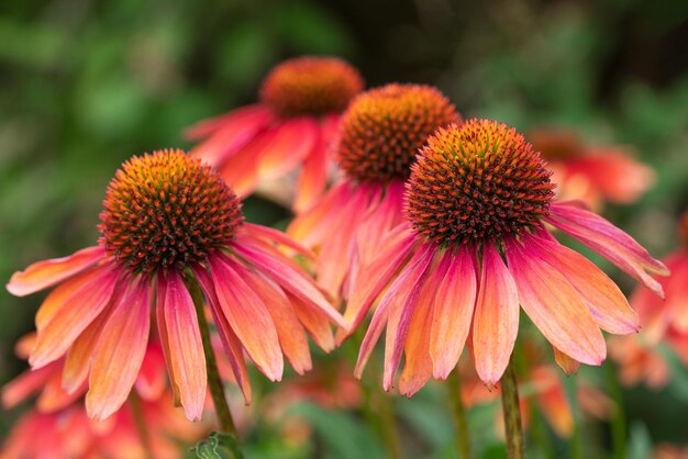 Foto echinacea purpurea de flor de cone