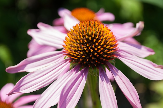 Foto echinacea purpurea flores en un jardín.