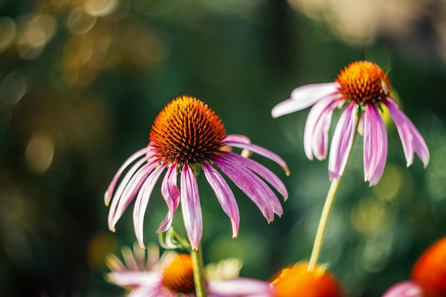 Echinacea purpurea Magnus flor rosa sobre fundo verde desfocado