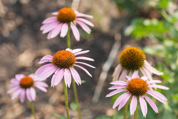 Foto echinacea purpurea maxima em um jardim