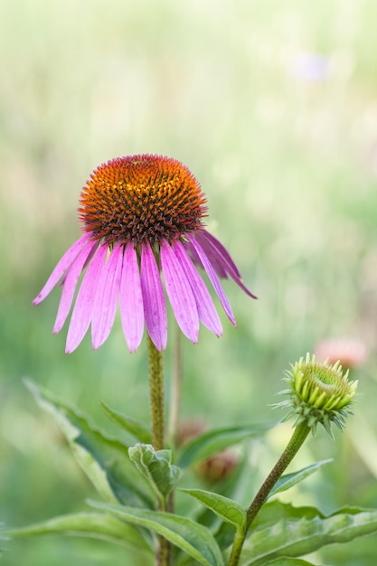 Foto echinacea purpurea maxima em um jardim