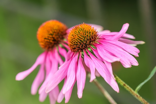 Echinacea purpurea Sonnenhut schöne lila Blüten mit einem orangefarbenen Zentrum im Garten