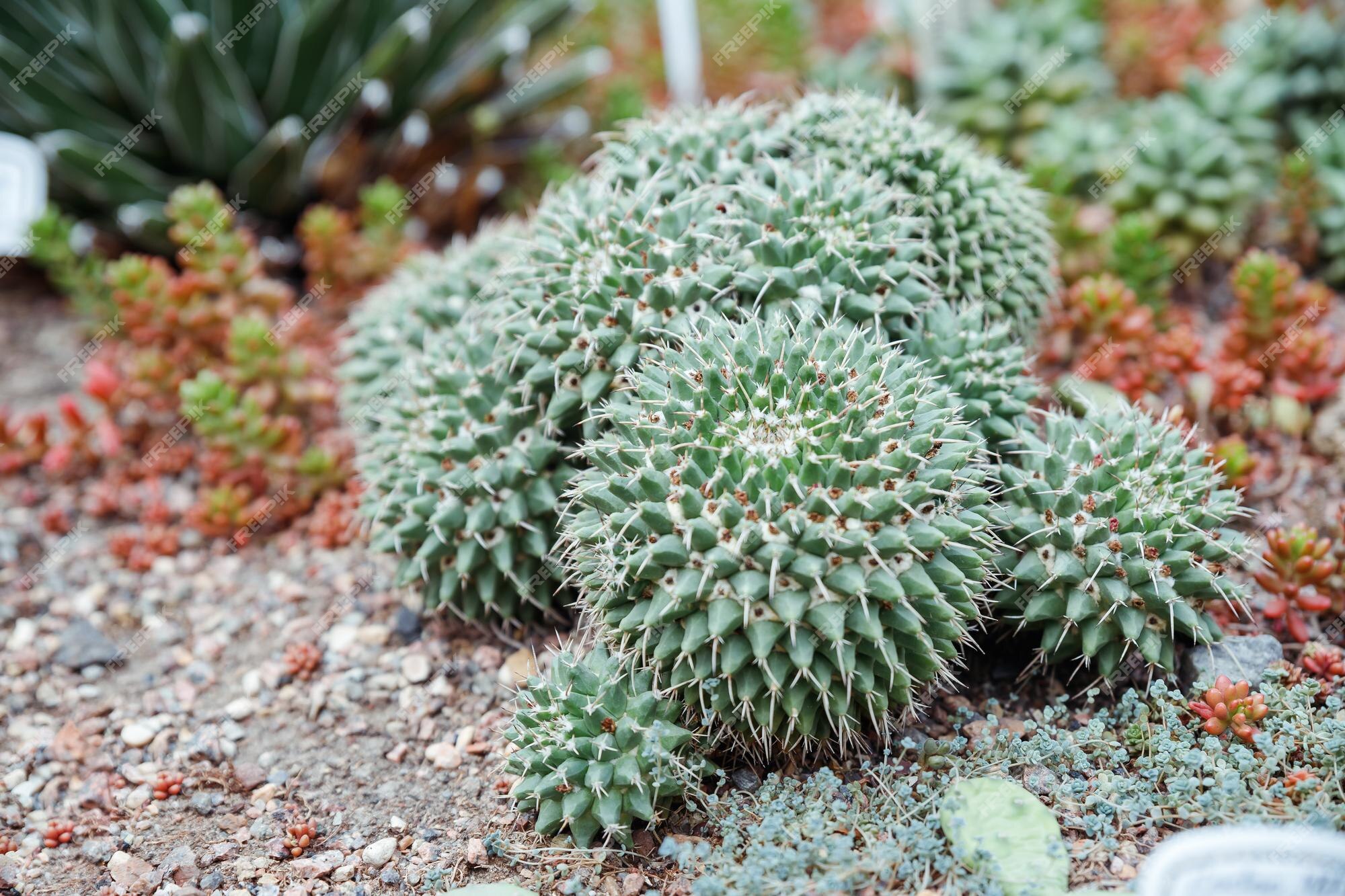 Echinocactus grusonii barril de ouro assento de almofada da sogra cacto de  bola dourada cacto de barril da califórnia na família cactaceae  caryophyllales e é endêmico do centro-leste do méxico pequena flor |