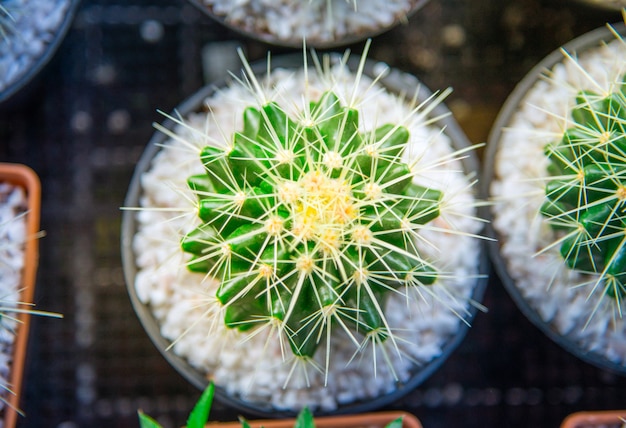 Foto echinocactus grusonii es un tipo de cactus.