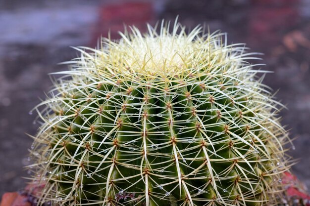 Echinocactus Grusonii goldener Kugelkaktus mit Regentropfen