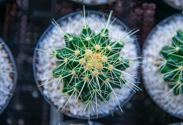 Echinocactus grusonii ist eine Art von Kaktus.