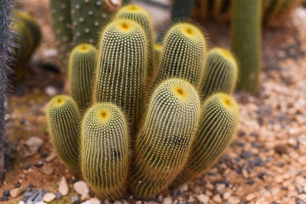 Echinocactus grusonii o Golden Barrel Cactus sin flores de cerca