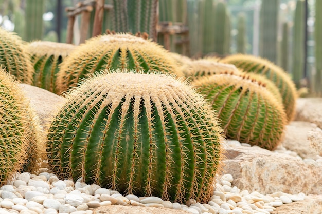 Echinocactus grusonii oder ein goldener eimer. eine schöne kaktusgartenanordnung.