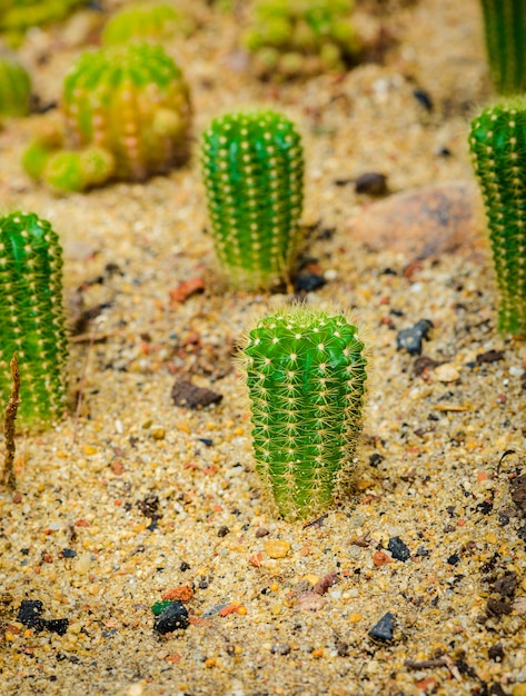 Echinocactus grusonii oder gut bekannt in Golden Barrel Cactus, Golden Ball