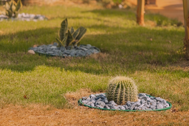 Echinocactus y otras flores y plantas para decoración Diseño paisajístico en parques y jardines