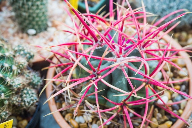 Echinocactus polycephatus