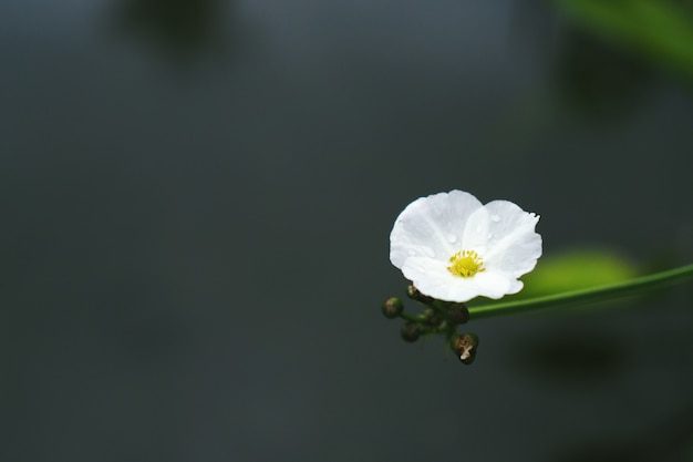 Echinodosus cordifolius (L.) Griseb, flor branca