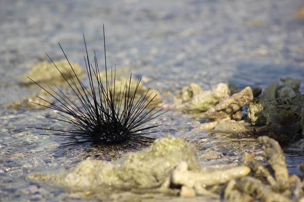 Echinoidea en la isla de Tidung Indonesia