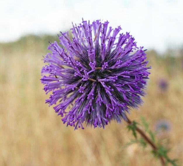 Echinops große lila Blume Nahaufnahme