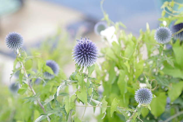 Echinops ritro südliche Globusdistel in einem Garten