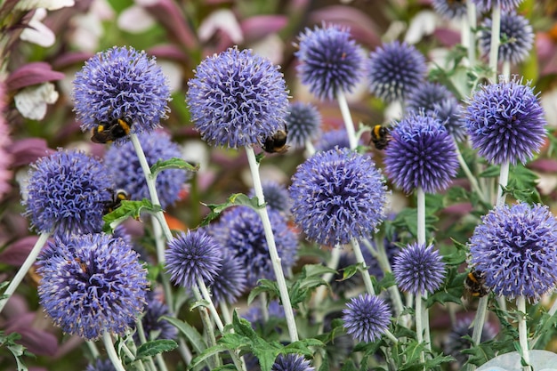 Echinops Ritro