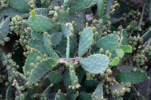 Echinopsis calochlora Kaktus im Topf mit grünem Naturhintergrund. Foto in hoher Qualität