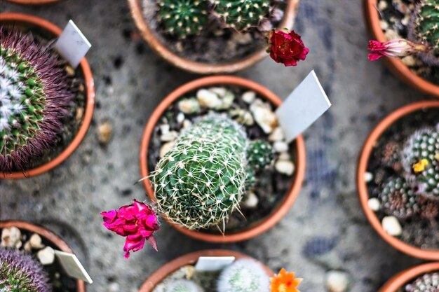 Foto echinopsis haematantha e sua família de plantas cactus mantidas em uma panela plantas áridas - cactaceae