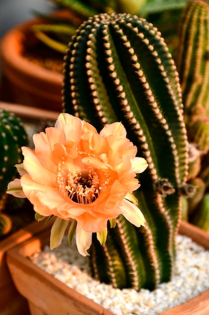 Echinopsis híbrido naranja Paramount.