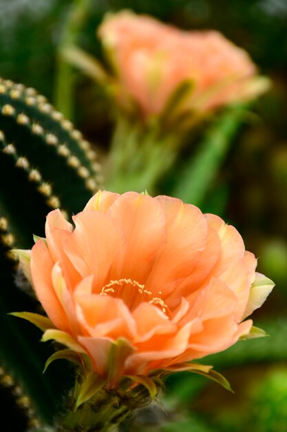 Echinopsis híbrido naranja Paramount.