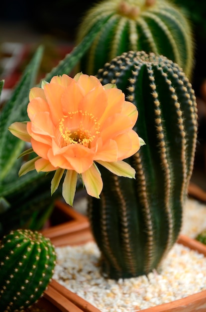 Foto echinopsis híbrido orange paramount.