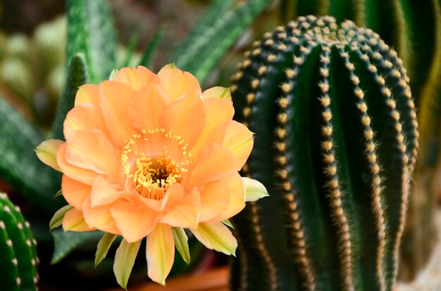 Foto echinopsis hybrid orange paramount.