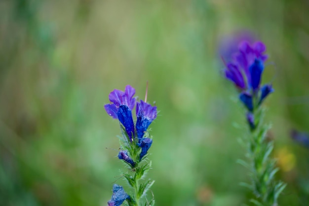 Echium plantagineum fondo de color azul borroso