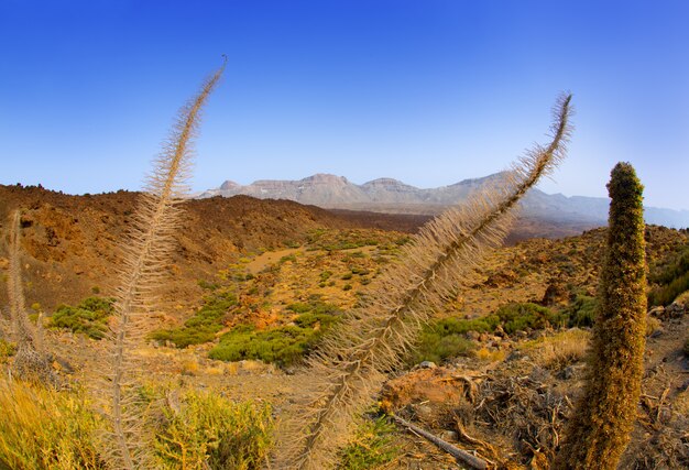 Echium wildpretii Red Tanajiste Rojo en Teide Tenerife