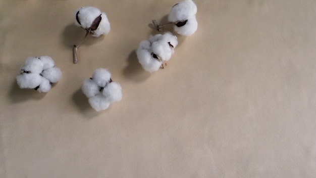 Echte Bio-Baumwolle aus dem Norden Hollands, die sanft und weich ist und für Sanftheit sorgt