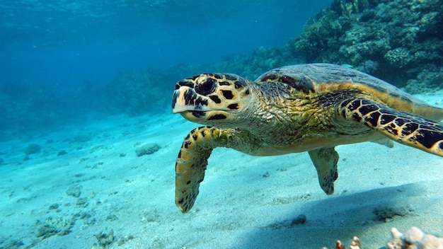 Echte Karettschildkröte (CR-Arten) Echte Karettschildkröte - Eretmochelys imbricata. Meeresschildkröten .