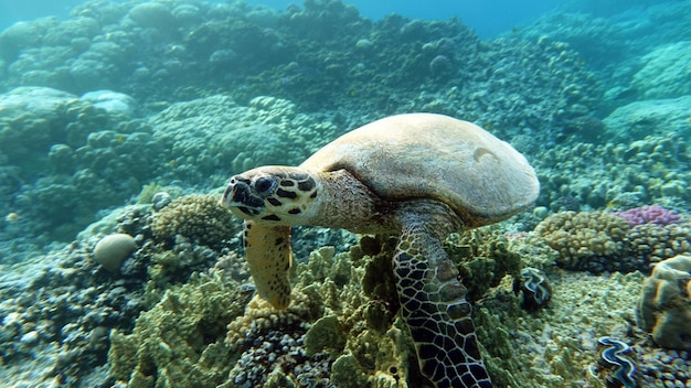 Echte Karettschildkröte (CR-Arten) Echte Karettschildkröte - Eretmochelys imbricata.